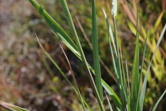 Beckmannia syzigachne