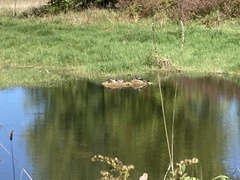 Emydoidea blandingii