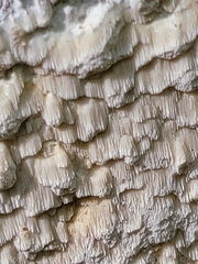 Neoantrodia serialis