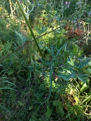 Aconitum barbatum