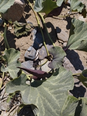 Aristolochia