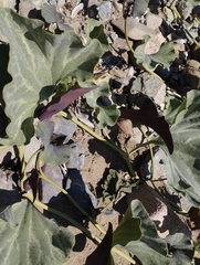 Aristolochia