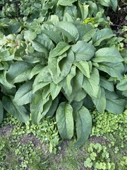 Symphytum officinale