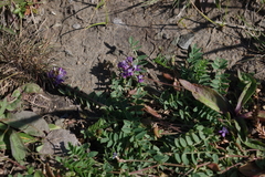 Oxytropis glabra