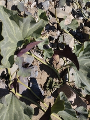 Aristolochia