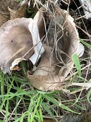 Russula cerolens