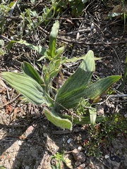 Babiana blanda
