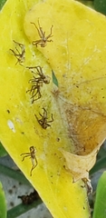 Anasa tristis