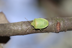 Acrosternum millierei