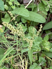 Rumex salicifolius