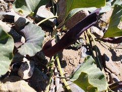 Aristolochia