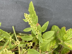 Rumex salicifolius