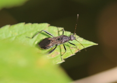 Alydus