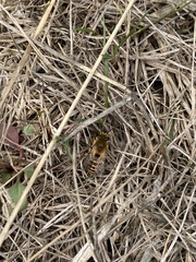 Colletes