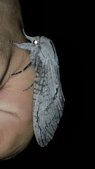 Endoxyla acontucha