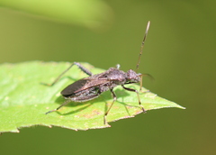 Alydus