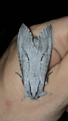 Endoxyla acontucha