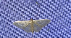 Idaea biselata