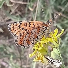 Melitaea