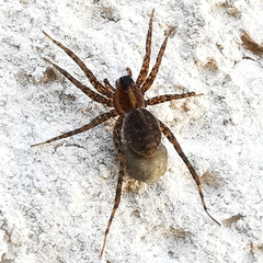 Lycosidae