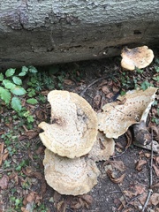 Cerioporus squamosus