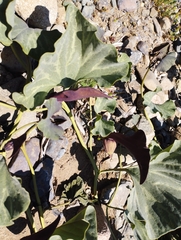 Aristolochia