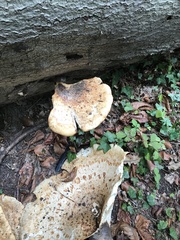 Cerioporus squamosus