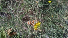 Melitaea