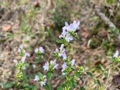 Clinopodium carolinianum