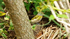 Cyclarhis gujanensis