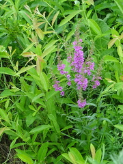 Lythrum virgatum