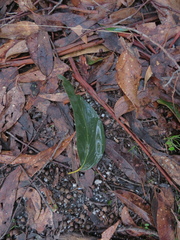 Eucalyptus tricarpa
