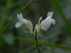 Polygala nicaeensis