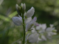 Polygala nicaeensis