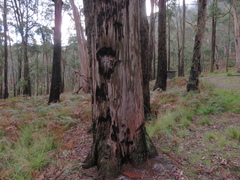 Eucalyptus tricarpa