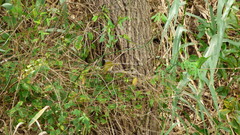 Cyclarhis gujanensis