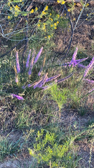 Liatris punctata