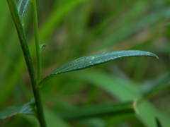 Polygala nicaeensis