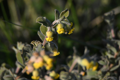 Hermannia mucronulata