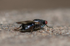 Homalocephala