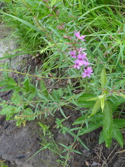 Lythrum virgatum