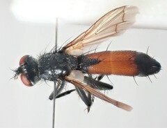 Cylindromyia xylotina