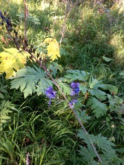 Delphinium retropilosum