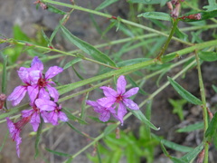 Lythrum virgatum