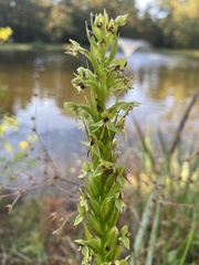 Habenaria repens