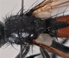 Cylindromyia xylotina