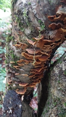 Phellinopsis conchata