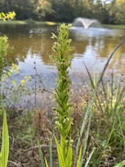 Habenaria repens
