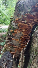 Phellinopsis conchata