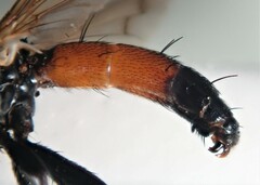 Cylindromyia xylotina